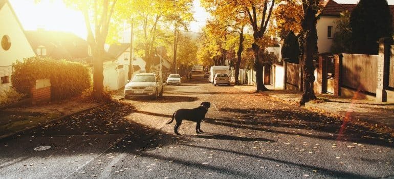 a dog on the street